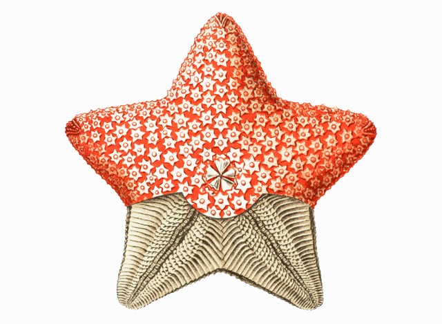 Ernst Haeckel illustration